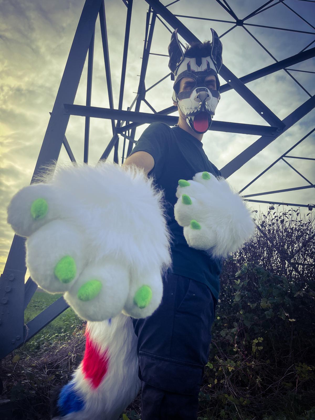 PACK "TAIL + PAWS"